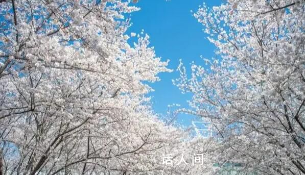 餐廳被櫻花給的潑天富貴砸暈了 吸引了無數食客前來品嘗美食欣賞美景