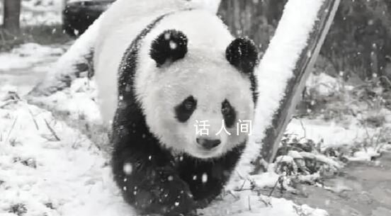 旅日大熊貓“爽爽”因病死亡 經中日專家多日搶救無效