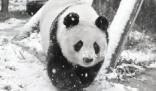 旅日大熊貓“爽爽”因病死亡 經(jīng)中日專家多日搶救無效
