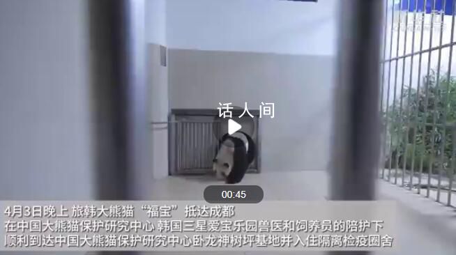福寶在成都的家里嘎嘎炫飯 福寶小屋布滿竹子筍筍蘋果