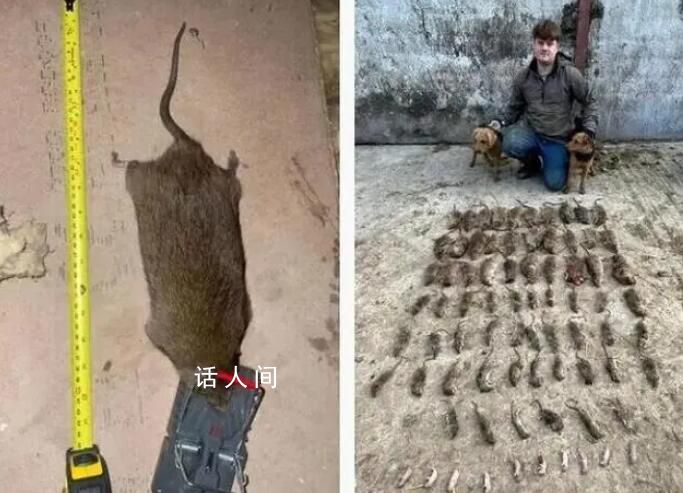 英國捕鼠者捕捉到比狗還大的老鼠 老鼠正變得越來越大