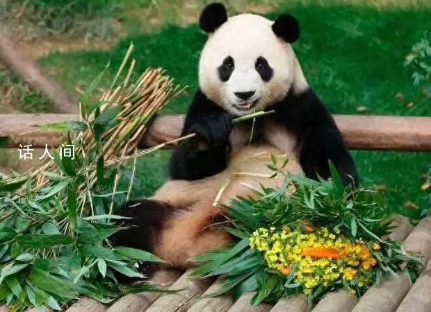 福寶入住神樹坪基地 平安抵達(dá)成都