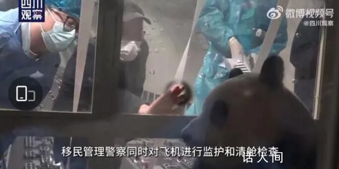 姜爺爺說福寶有點緊張 大熊貓福寶平安抵蓉