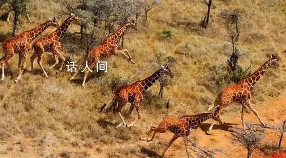 日全食令動物躁動不安:長頸鹿狂奔