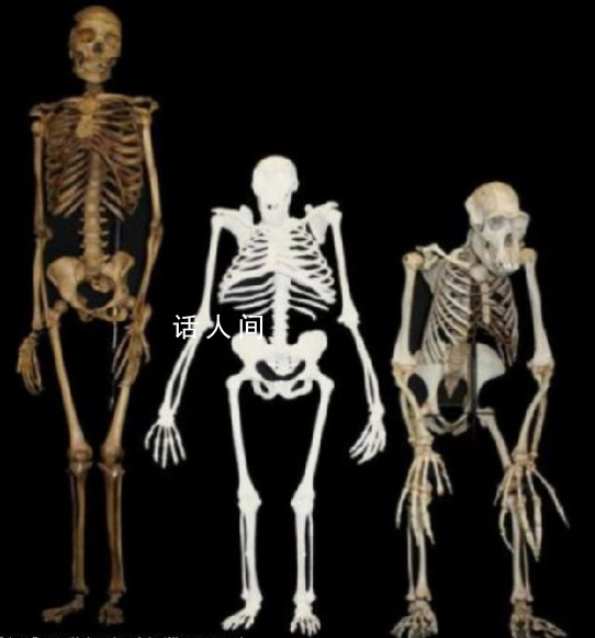 痔瘡是人類專屬疾病 為什么痔瘡是人類獨有的疾病