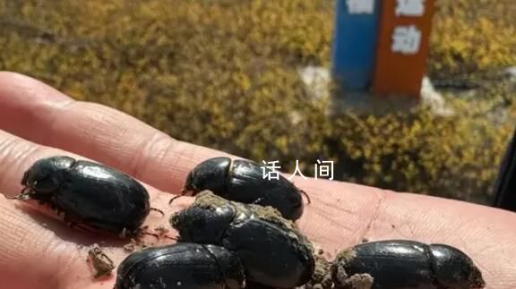 新疆出現黑蟲是地震前兆?假的