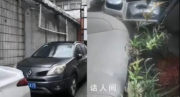 “僵尸車”停了7年 副駕駛長草