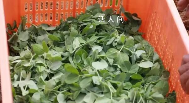 云南豌豆尖120元1公斤熱銷韓國 云南豌豆尖進入銷售旺季